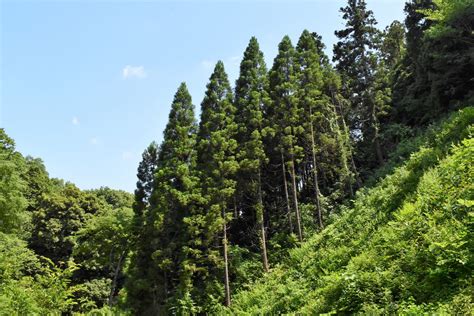 杉樹種類|スギ科の樹木